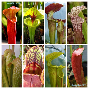 10 MIXED PITCHER PLANT Sarracenia Carnivorous Red Purple Yellow White Flower Seeds